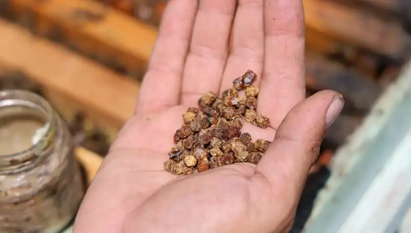 Eskiden Çöpe Atılan Gıda, Şimdi Kilosu 3 Bin TL'den Satılıyor!