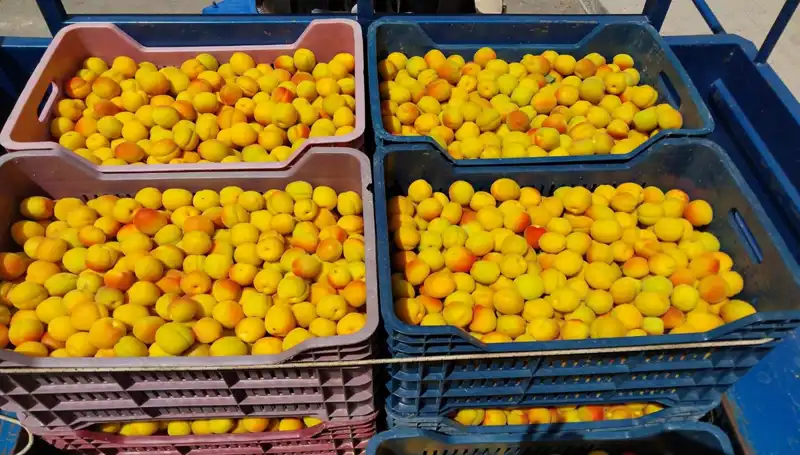 İlk Hasatta Rekor Fiyat: 500 TL’den Satışa Çıkan Ürünler!