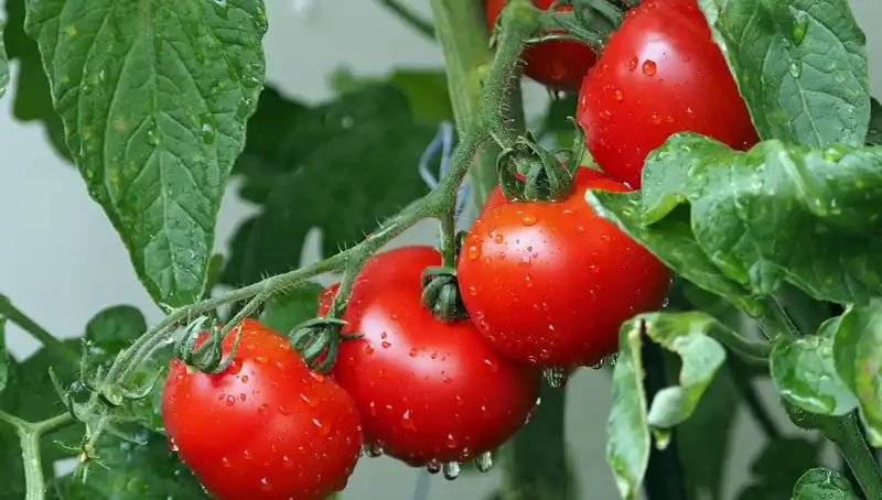 Domateslerin Tarihçesi ve İnsan Sağlığı Üzerindeki Etkileri