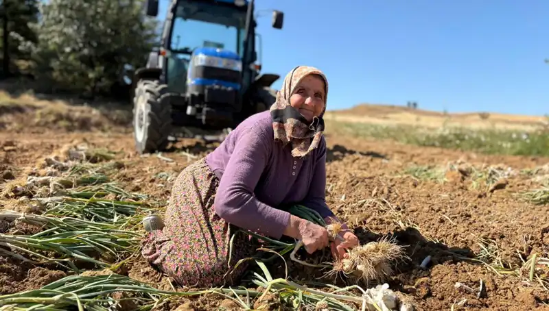Selenyum Zengini İçin Günlük 1200 Lira: Tarlada Eşsiz Hasat Başladı