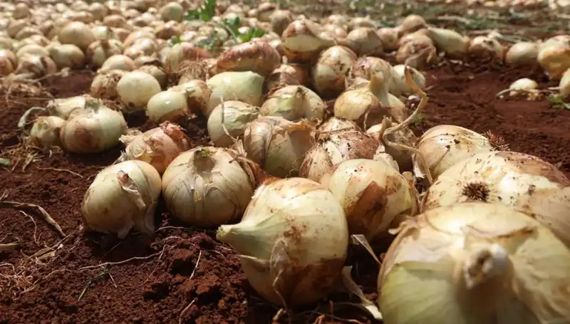 Hatay'da Soğan Hasadı Başladı: Çiftçilerin Yüzü Güldü, 15-20 TL!