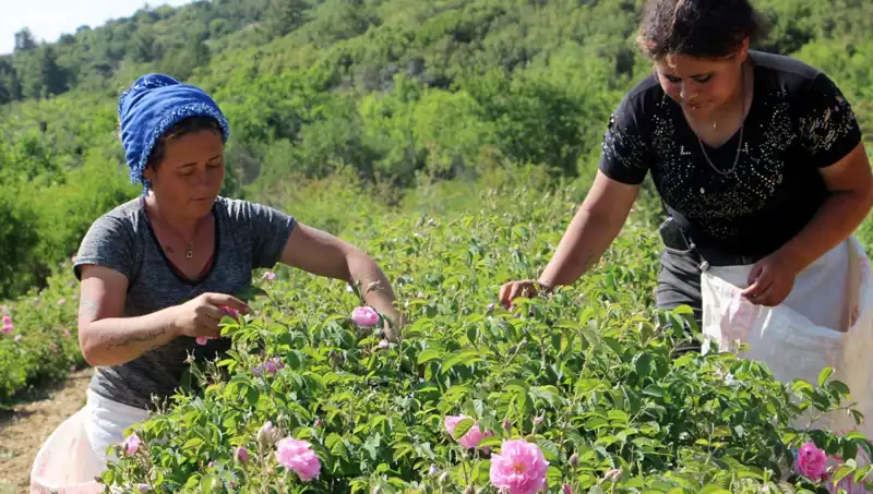 Zirai Don, Tarımda Beklentileri Yerle Bir Etti: Çiftçiler Kayıplarla Karşı Karşıya