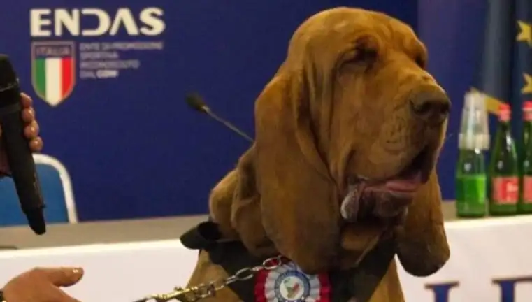 Arama Köpeğine Suikast: Çivili Sosisle Hayatı Sonlandırıldı