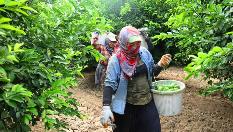 Marketlerdeki Limon Fiyatı İle İlgili Heyecan Verici Gelişmeler!