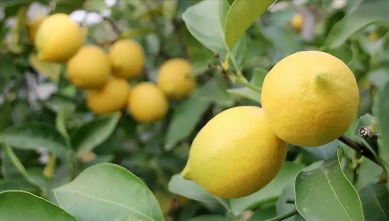 Limon Fiyatları Tavan Yaptı: Adet Fiyatı 24 Liraya Ulaştı!