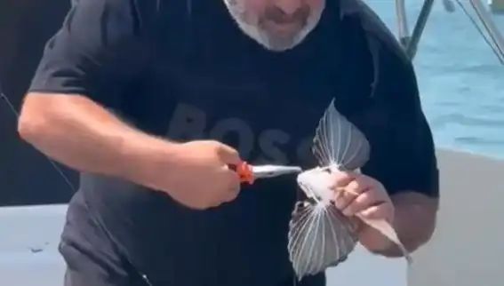 Saros Koyu'nda Nadir Bulunan Kırlangıç Balığı Oltaya Takıldı!
